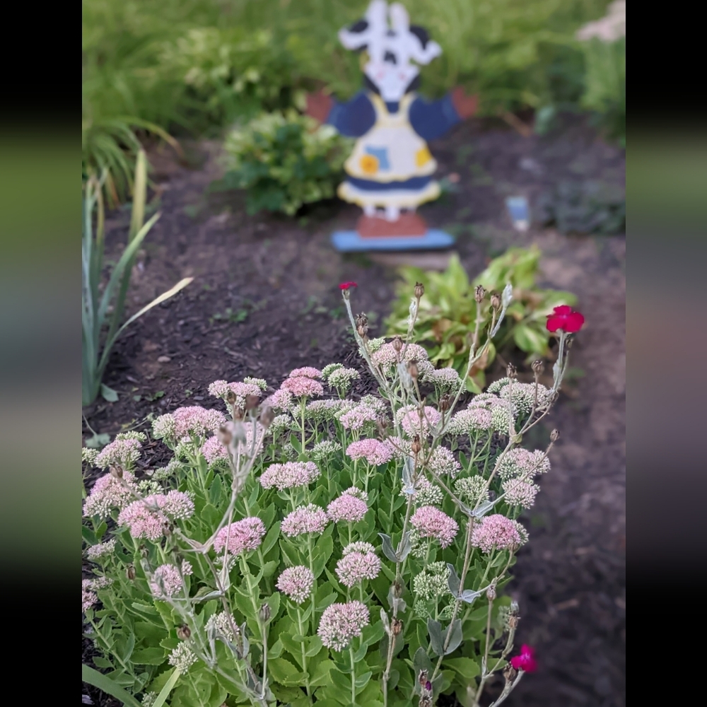 ๐ฟ Stonecrop Seed Packet - Picture 2 of 5